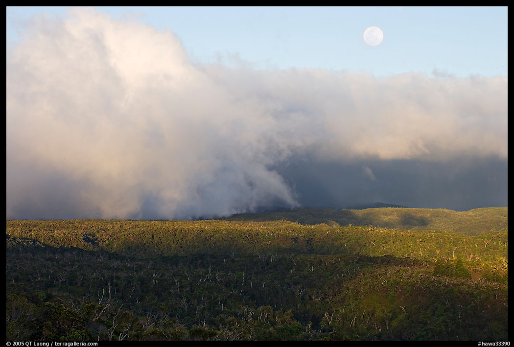 Alakai Swamp and clouds,  sunset. Kauai island, Hawaii, USA
