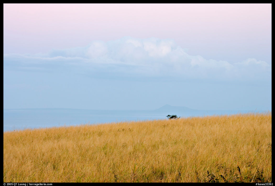 Grasses, ocean, and cloud, dawn. Kauai island, Hawaii, USA