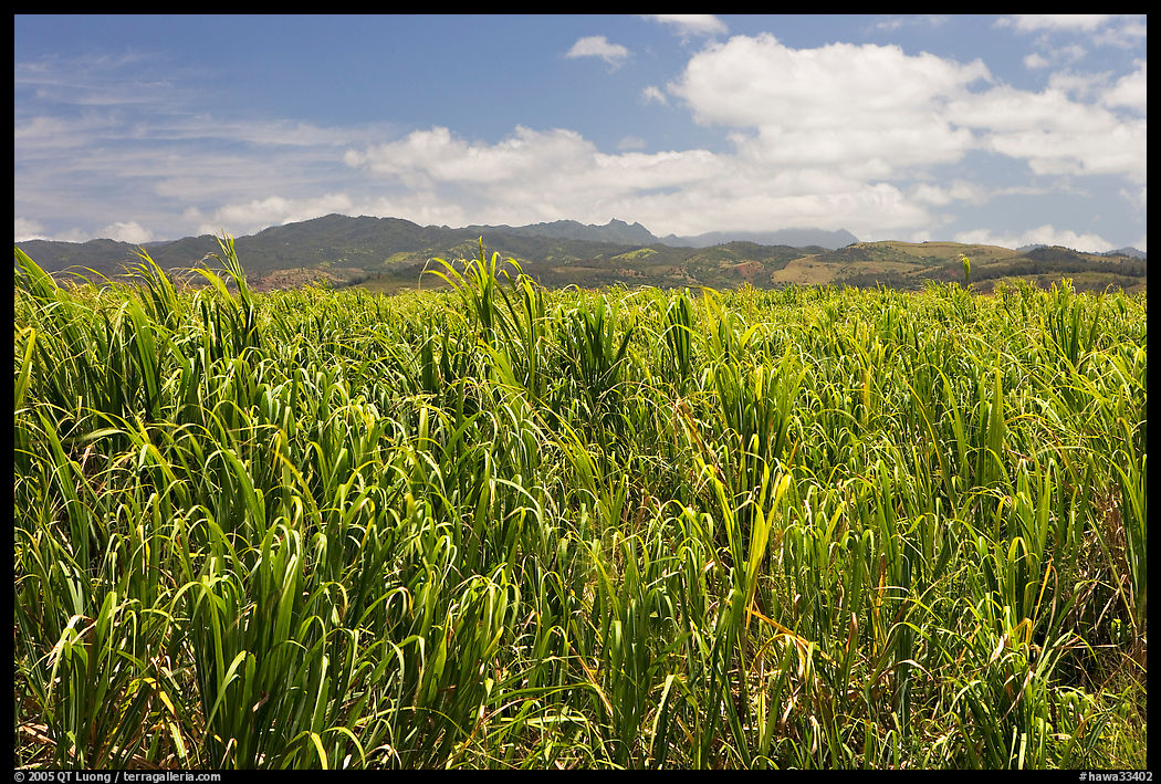 Field of sugar cane. Kauai island, Hawaii, USA