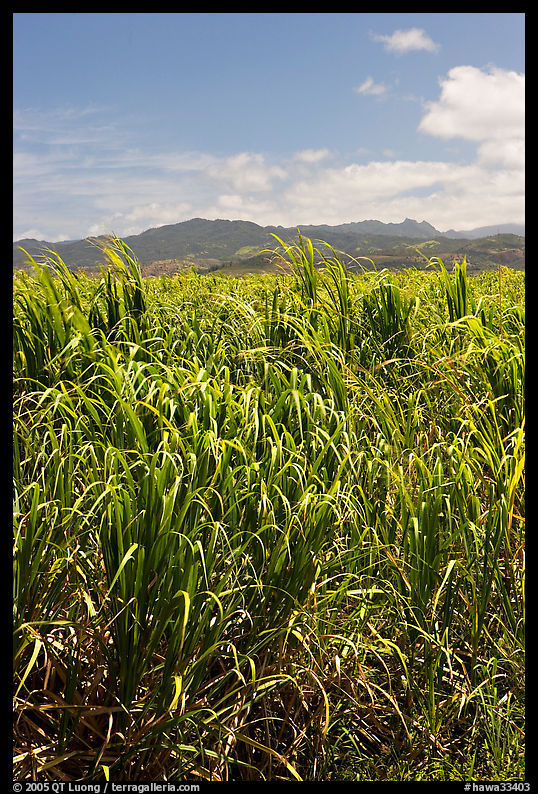 Sugar cane plantation. Kauai island, Hawaii, USA