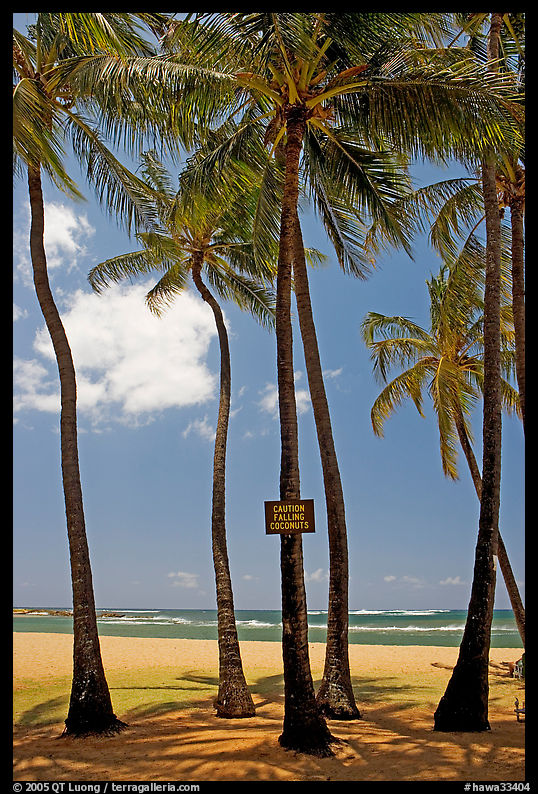 Coconut trees, with warning sign, Salt Pond Beach. Kauai island, Hawaii, USA