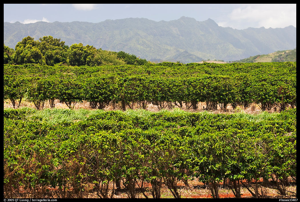 Coffee field. Kauai island, Hawaii, USA