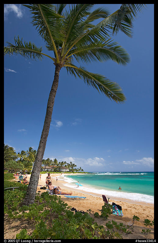 Palm tree, Sheraton Beach, mid-day. Kauai island, Hawaii, USA