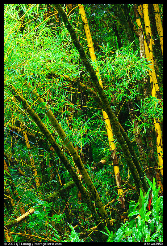 Lush grove of Bamboo. Akaka Falls State Park, Big Island, Hawaii, USA