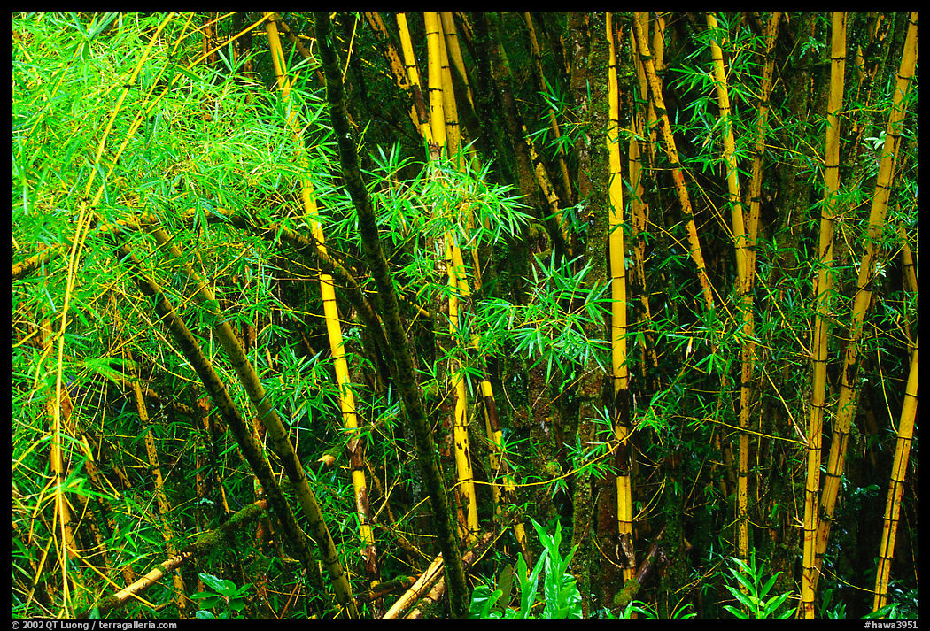 Bamboo trunks and leaves. Akaka Falls State Park, Big Island, Hawaii, USA