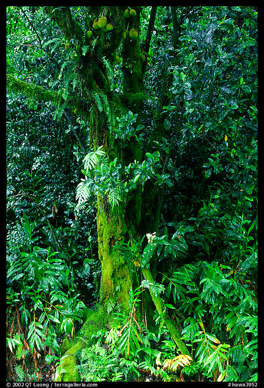 Breadfruit tree with fruits. Akaka Falls State Park, Big Island, Hawaii, USA