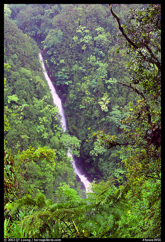 Kahuna Falls (400 feet high). Akaka Falls State Park, Big Island, Hawaii, USA