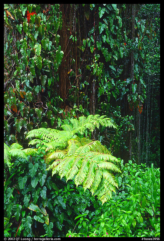 Ferns and leaves. Akaka Falls State Park, Big Island, Hawaii, USA