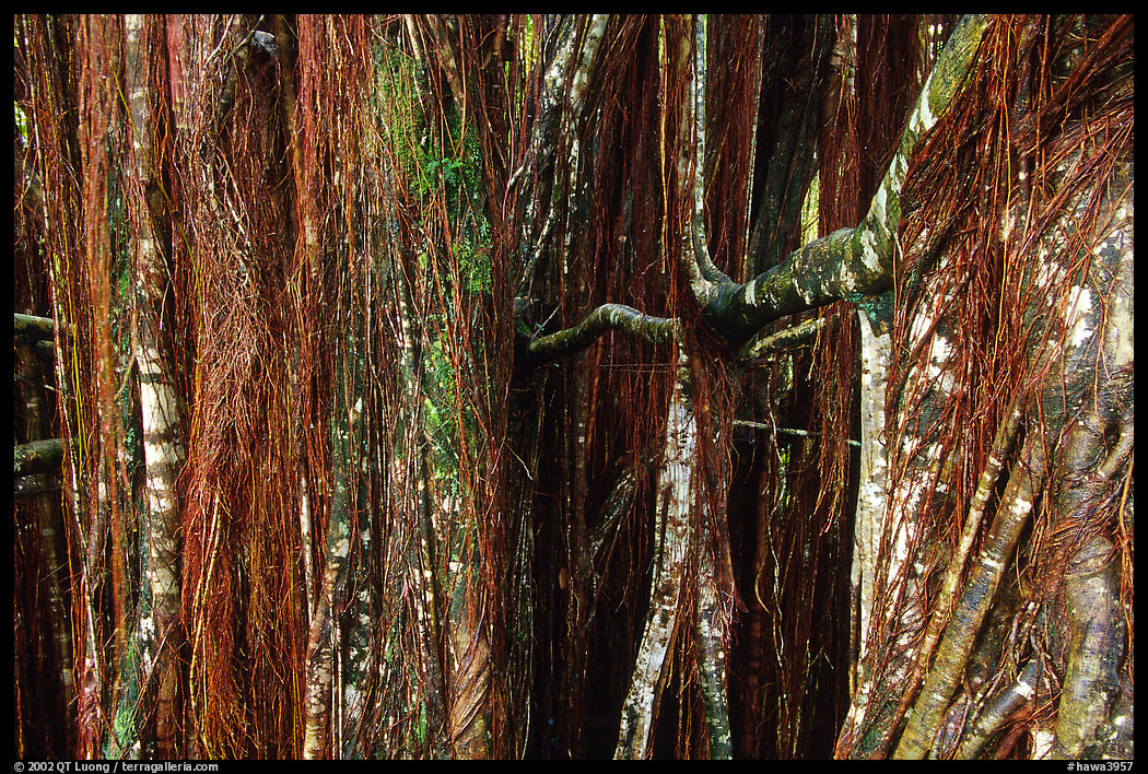Banyan tree trunk. Akaka Falls State Park, Big Island, Hawaii, USA