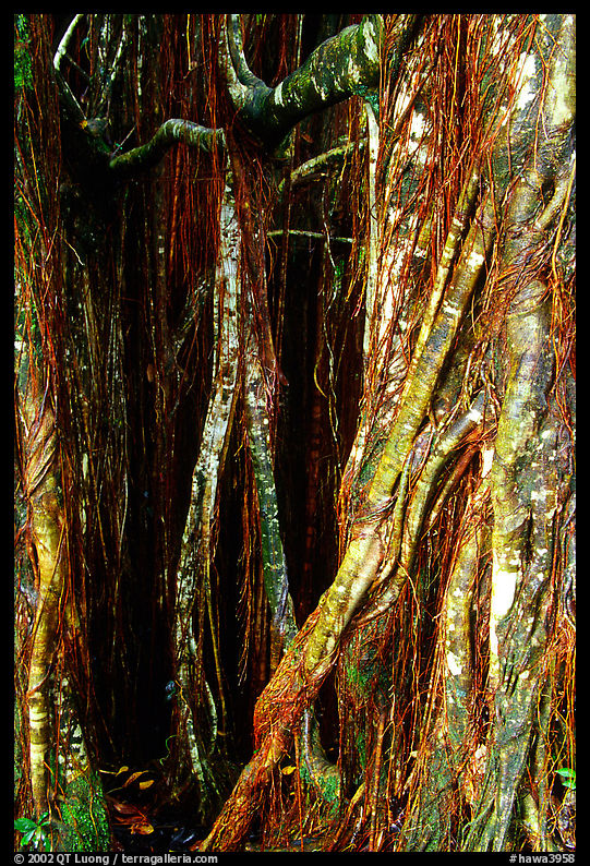 Banyan tree trunk close-up. Akaka Falls State Park, Big Island, Hawaii, USA