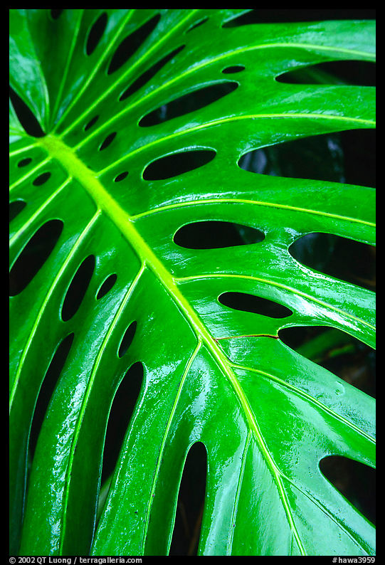 Big Tropical leaf. Akaka Falls State Park, Big Island, Hawaii, USA