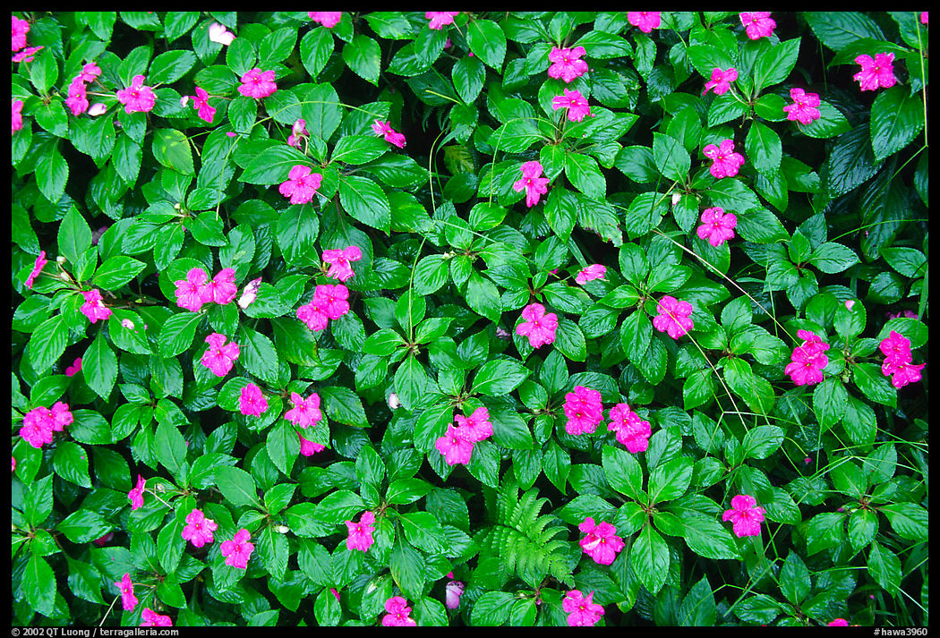 Purple tropical lowers. Akaka Falls State Park, Big Island, Hawaii, USA
