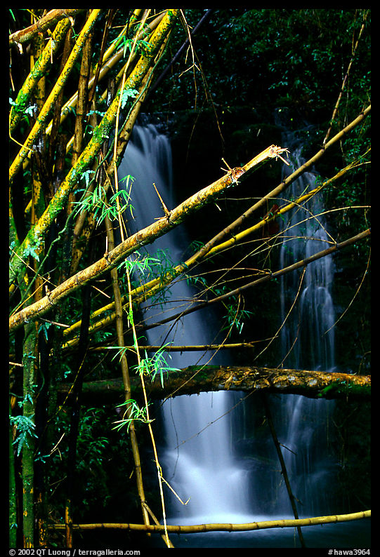 Bamboo branches and waterfall. Akaka Falls State Park, Big Island, Hawaii, USA