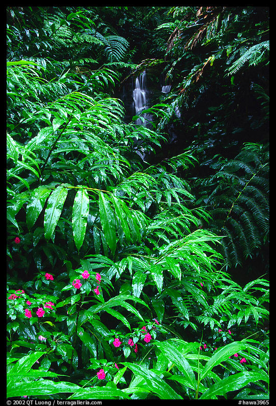 Lush ferns, flowers and waterfall. Akaka Falls State Park, Big Island, Hawaii, USA