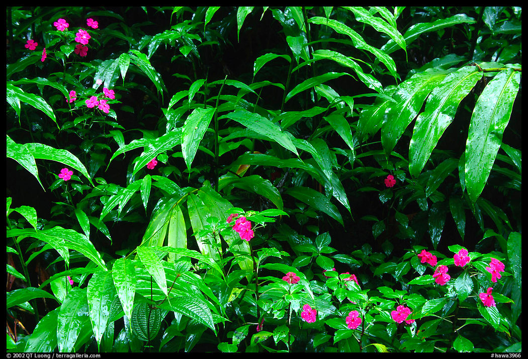 Flowers and ferns. Akaka Falls State Park, Big Island, Hawaii, USA