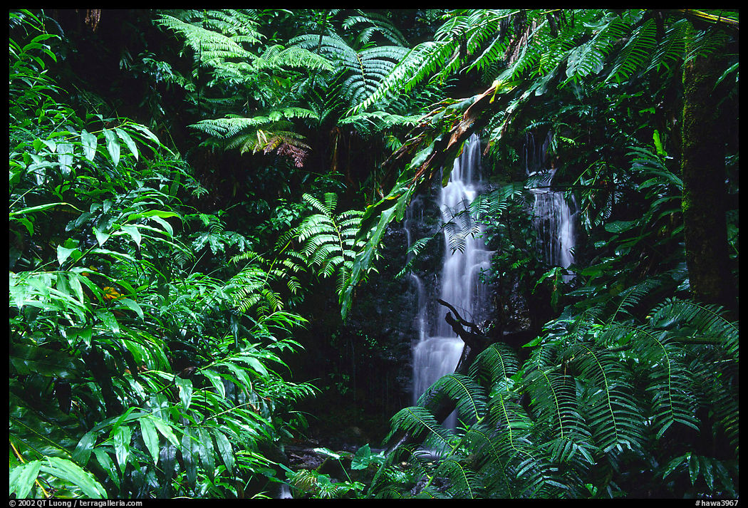 Waterfall amidst lush vegetation. Akaka Falls State Park, Big Island, Hawaii, USA
