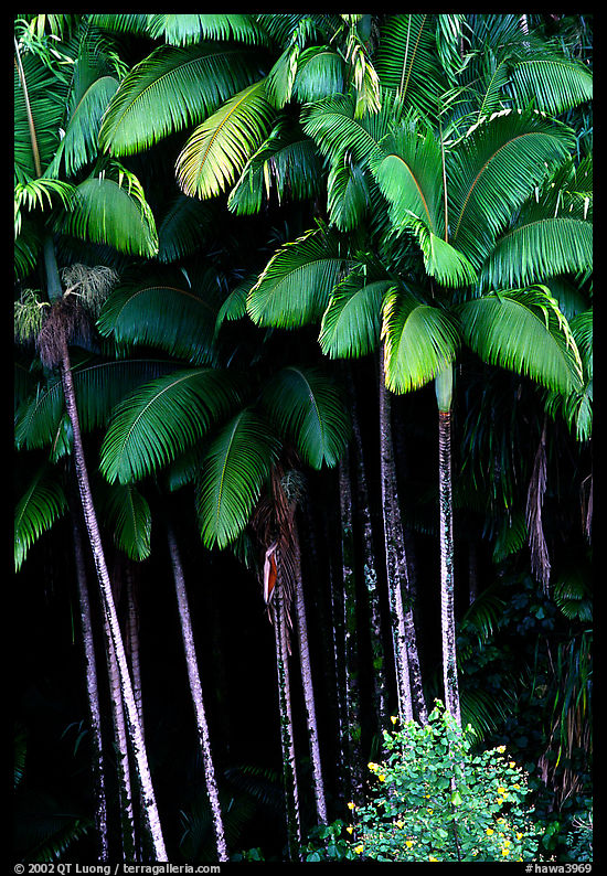 Grove of palm trees (Archontophoenix alexandrae)   on hillside. Big Island, Hawaii, USA