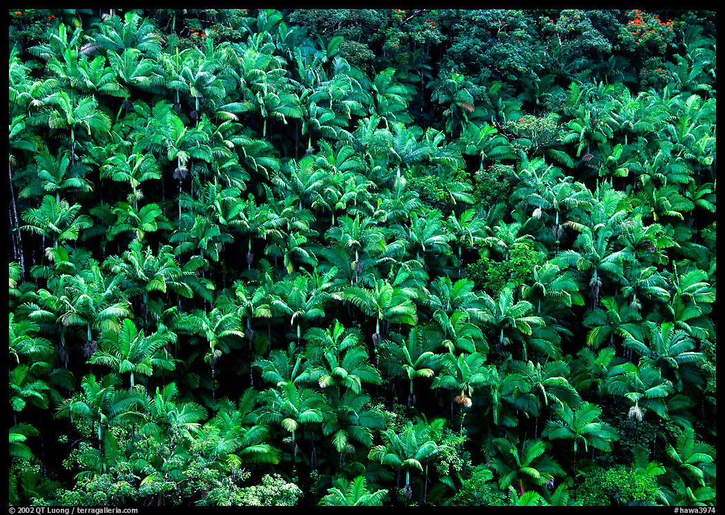 Alexander palm tree grove on hillside. Big Island, Hawaii, USA