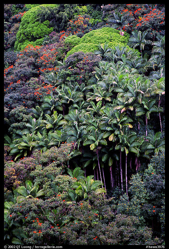 King palm trees and tropical flowers on hillside. Big Island, Hawaii, USA