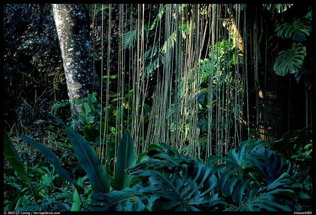 Lianas and tropical vegetation, Lava Trees State Park. Big Island, Hawaii, USA