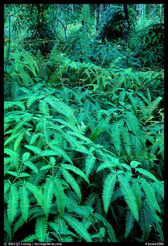 Tropical ferns, Lava Trees State Park. Big Island, Hawaii, USA