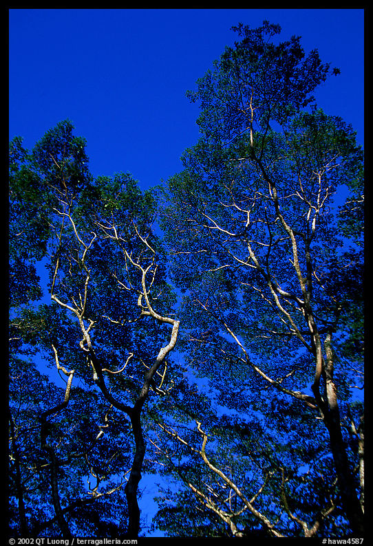 Koa trees. Big Island, Hawaii, USA