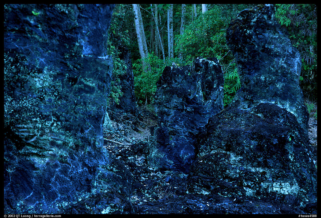 Petrified tree stump, Lava Trees State Park. Big Island, Hawaii, USA
