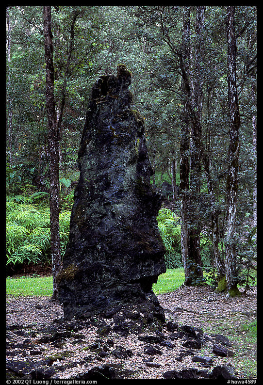 Petrified tree stump, Lava Trees State Park. Big Island, Hawaii, USA