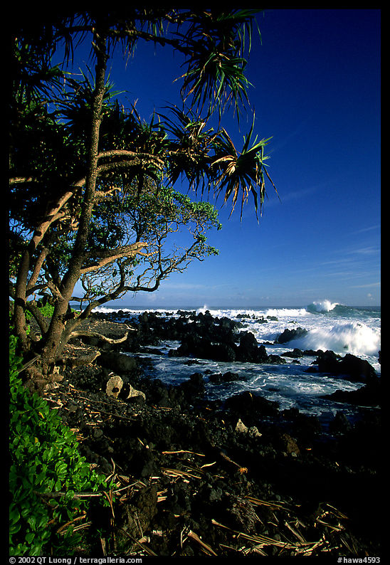 Trees and waves, Keanae Peninsula. Maui, Hawaii, USA