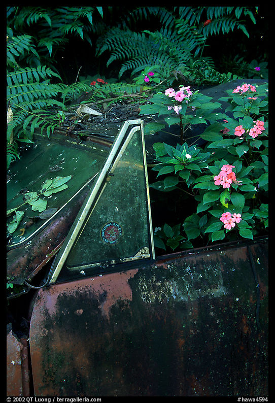 Flowers invading a wrecked truck. Maui, Hawaii, USA