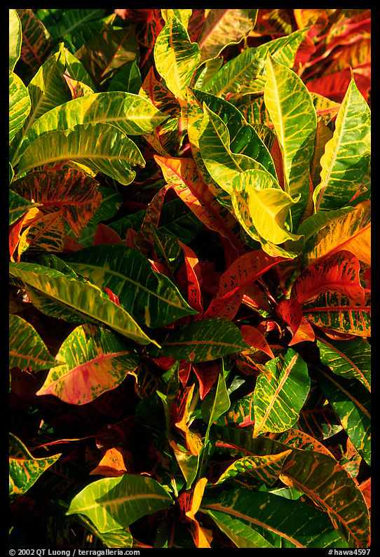 Leaves. Maui, Hawaii, USA
