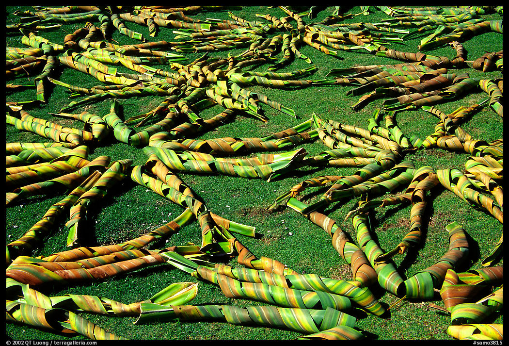 Pandamus leaves being dried. American Samoa