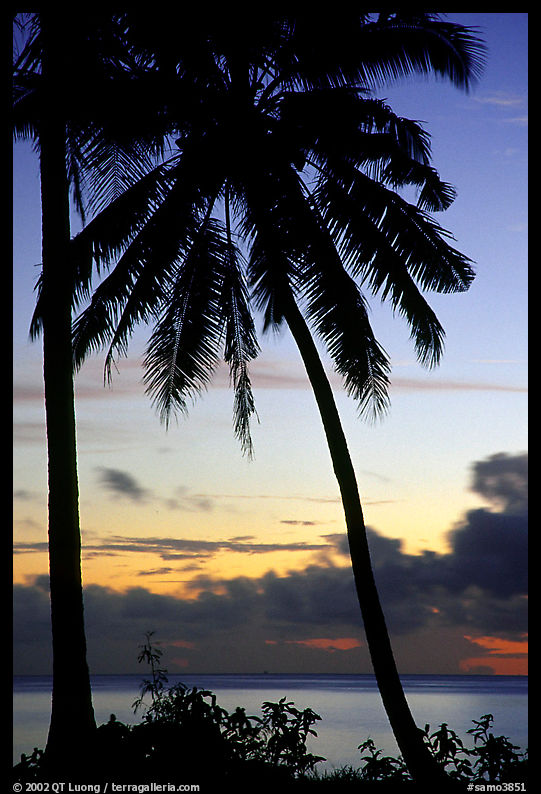 Cocunet trees at sunset, Leone Bay. Tutuila, American Samoa