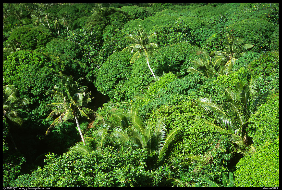 Tropical vegetation. Aunuu Island, American Samoa