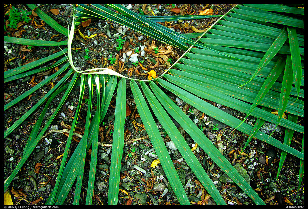 Basket being weaved from a single palm leaf. Tutuila, American Samoa