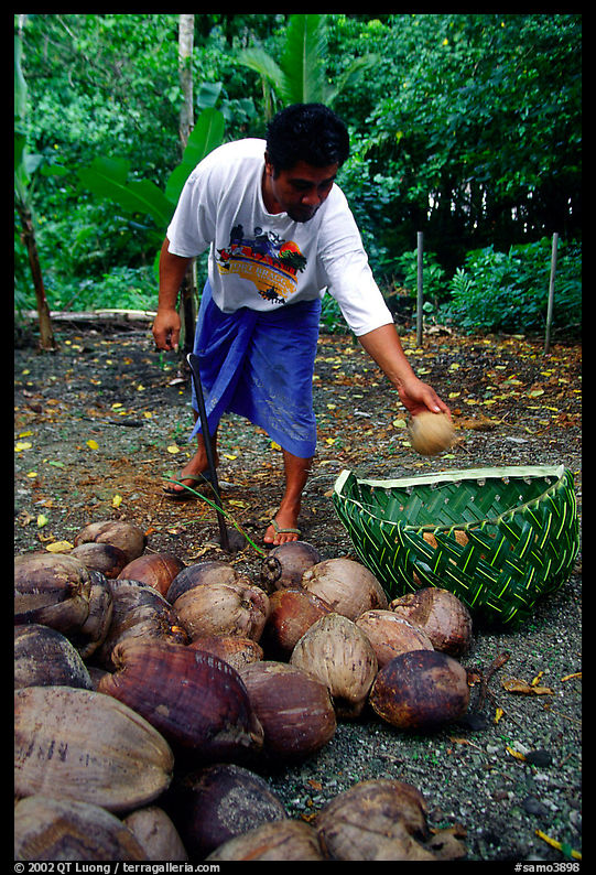 Villager throwing a pealed coconut into a basket made out of a single palm leaf. Tutuila, American Samoa