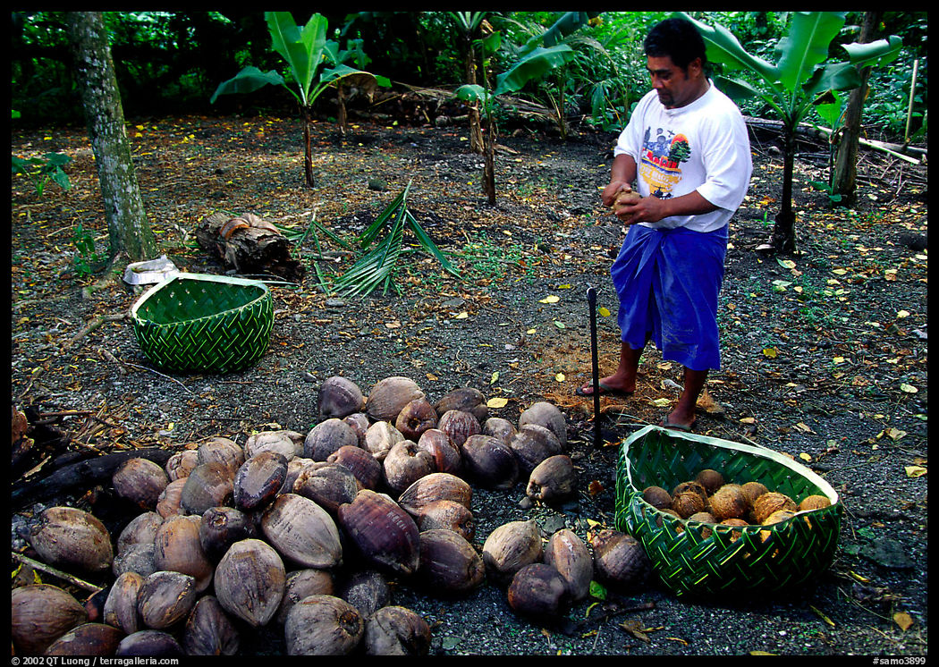 Villager collecting coconuts into a basket made out of a single palm leaf. Tutuila, American Samoa