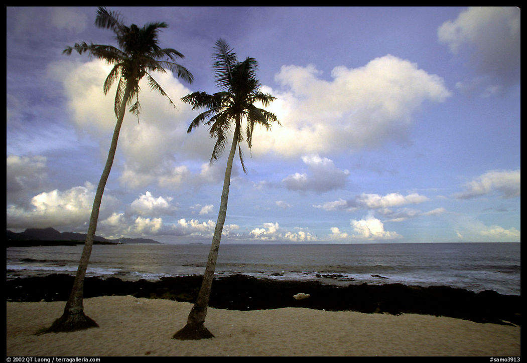 Palm trees at Coconut Point. Tutuila, American Samoa