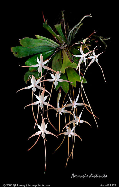 Aerangis distincta. A species orchid