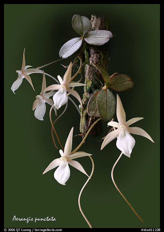 Aerangis punctata. A species orchid