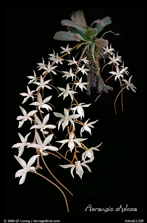 Aerangis stylosa. A species orchid