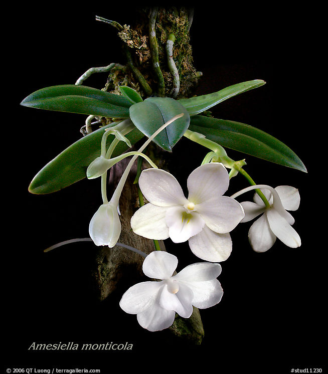 Amesiella monticola. A species orchid