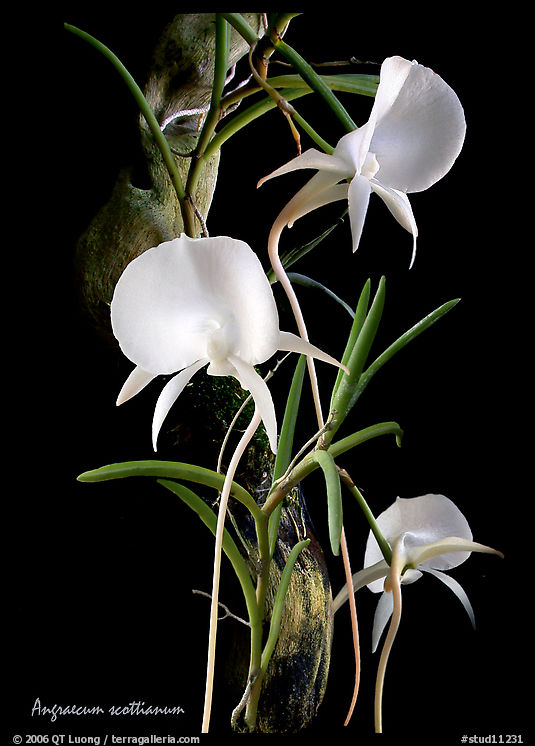Angraecum scottianum. A species orchid