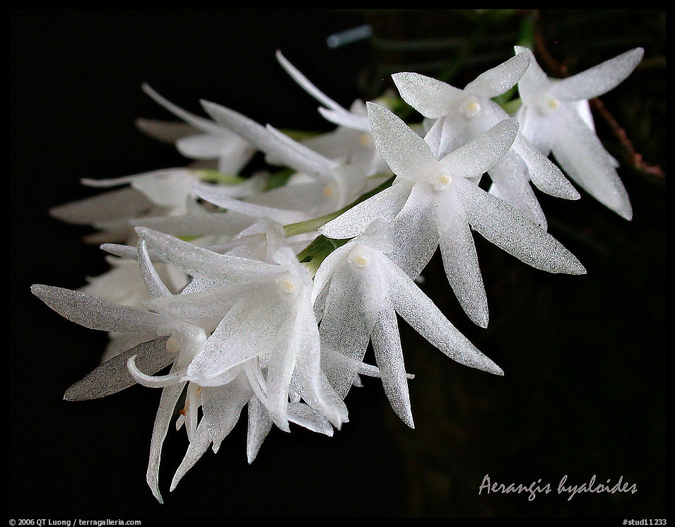 Arerangis hyaloides. A species orchid