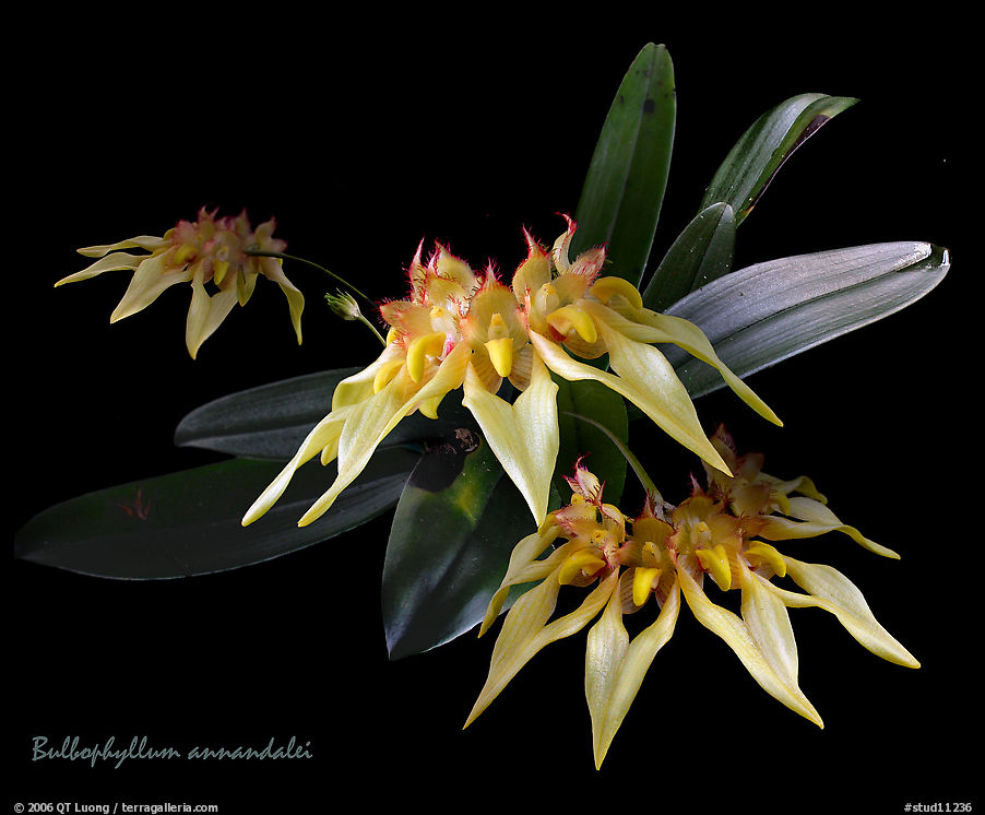 Bulbophyllum annandalei. A species orchid