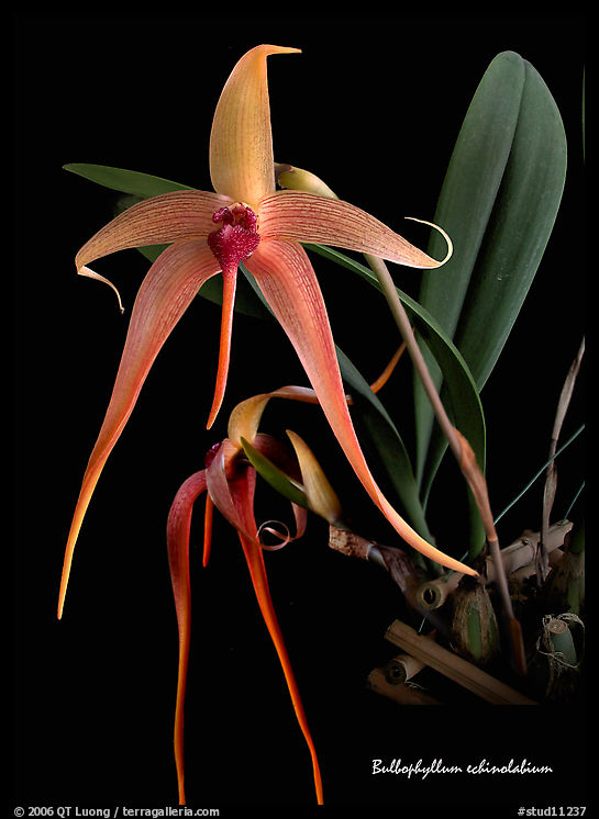 Bulbophyllum echinolabium. A species orchid