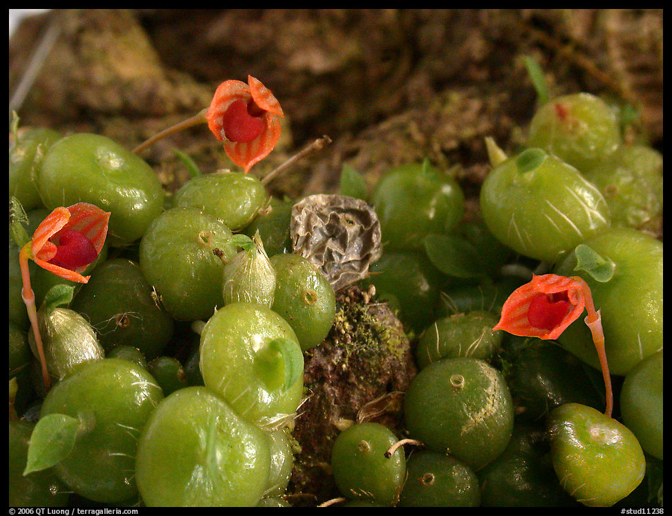 Bulbophytum moniliforme. A species orchid