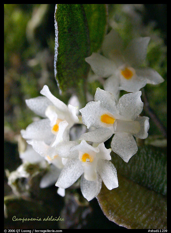 Campanemia adelaiae. A species orchid