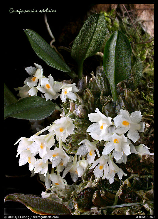 Campanemia adelaiea. A species orchid