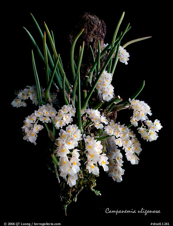 Capanemia uliginosa. A species orchid